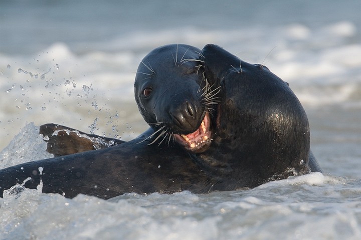 Kegelrobbe Halichoerus grypus